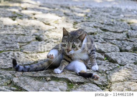 野良猫 (ノラネコ) 野良猫 (ノラネコ) 114462184