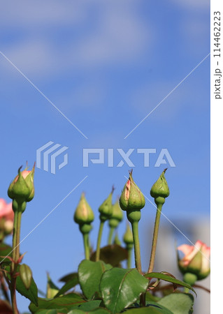 バラの蕾2024➀ 114462223