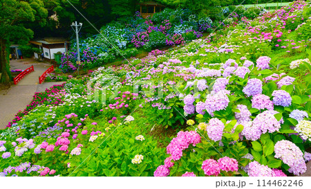 形原温泉 あじさいの里 満開の紫陽花 形原温泉 あじさいの里 満開の紫陽花 114462246
