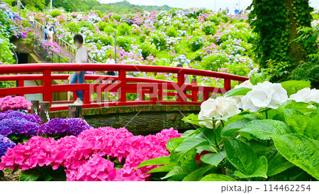 あじさいの里の赤い橋 114462254