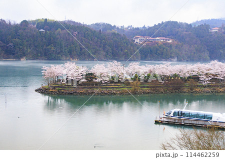 桜満開の恵那峡 114462259