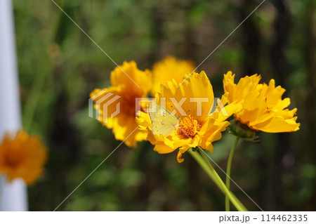 黄色い花の蜜を吸うモンキチョウ 黄色い花の蜜を吸うモンキチョウ 114462335