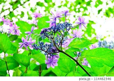 綺麗な紫陽花のクローズアップ 綺麗な紫陽花のクローズアップ 114462346