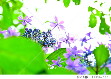 綺麗な紫陽花のクローズアップ 114462347