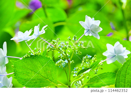 綺麗な紫陽花のクローズアップ 114462352