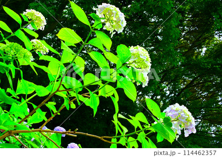 綺麗な紫陽花のクローズアップ 114462357