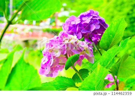 綺麗な紫陽花のクローズアップ 114462359