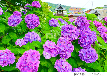 満開の紫陽花と補陀寺 114462366