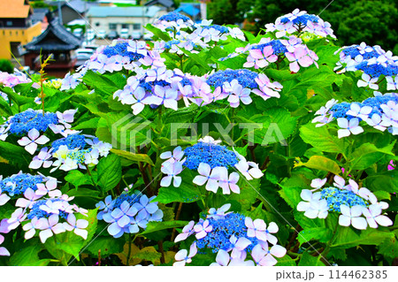 きれいなあじさいの花と補陀寺 114462385