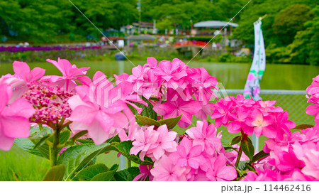 きれいな紫陽花と補陀ヶ池 114462416