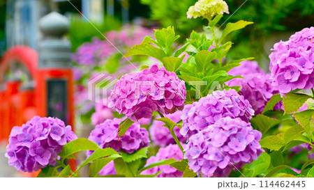 綺麗な紫陽花と補陀橋  114462445