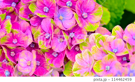 綺麗な紫陽花のクローズアップ 114462459
