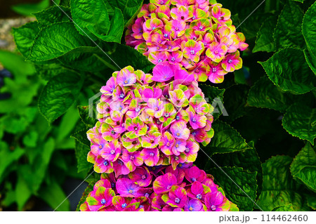 綺麗な紫陽花のクローズアップ 114462460