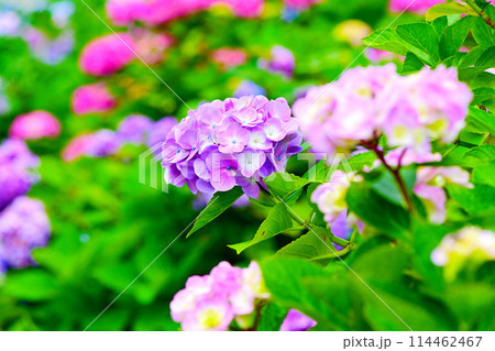 綺麗な紫陽花のクローズアップ 114462467