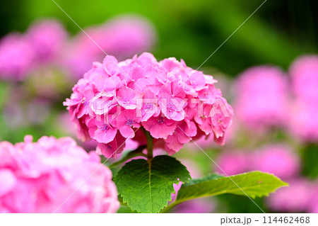 綺麗な紫陽花のクローズアップ 114462468