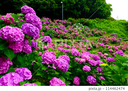 綺麗なアジサイとチャレンジの鐘 114462474