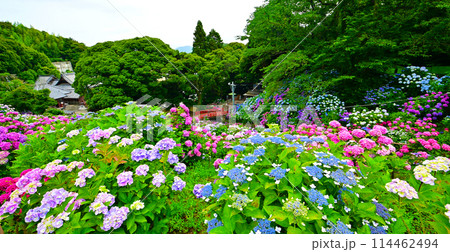 形原温泉 あじさいの里 満開の紫陽花 114462494