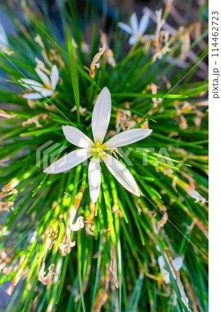 秋の白いタマスダレ 114462723