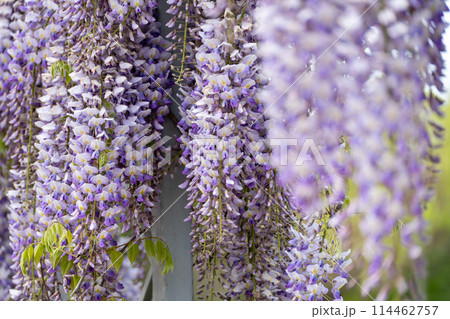 Blooming Wisteria Sinensis with classic purple flowers in full bloom in drooping racemes against the sky. Garden with wisteria in spring. Blooming Wisteria Sinensis with classic purple flowers in full bloom in drooping racemes against the sky. Garden with wisteria in spring. 114462757