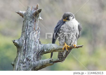 木の枝で羽繕いをするハヤブサ成鳥 木の枝で羽繕いをするハヤブサ成鳥 114462813