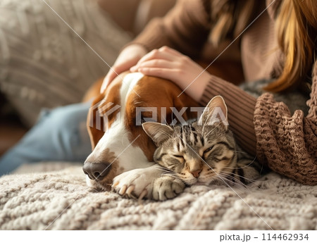A woman petting her dog and cat while sitting on the sofa at home, focusing on hands touching the head of a basset hound dog and a grey tabby short hair housecat with brown ears A woman petting her dog and cat while sitting on the sofa at home, focusing on hands touching the head of a basset hound dog and a grey tabby short hair housecat with brown ears 114462934
