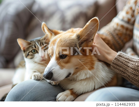 Cute cat and dog sitting on the lap of their owner, with one hand petting them gently. The scene is set in an indoor setting, possibly at home or inside a cafe, capturing both cats and dogs enjoying 114462935