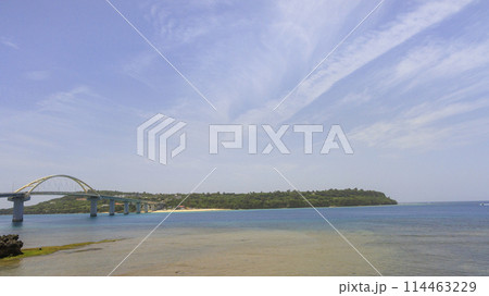 沖縄の美ら海(海洋博記念公園) 沖縄の美ら海(海洋博記念公園) 114463229