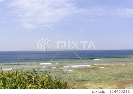 沖縄の美ら海(海洋博記念公園) 沖縄の美ら海(海洋博記念公園) 114463238
