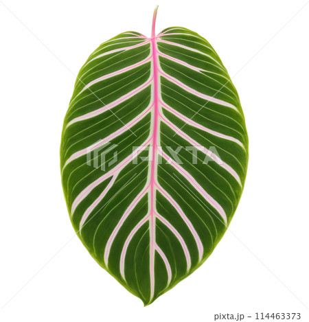 Prayer plant leaf oval leaf with intricate green and pink patterning and wavy edges Maranta Prayer plant leaf oval leaf with intricate green and pink patterning and wavy edges Maranta 114463373