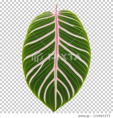 Prayer plant leaf oval leaf with intricate green and pink patterning and wavy edges Maranta Prayer plant leaf oval leaf with intricate green and pink patterning and wavy edges Maranta 114463373