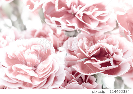 カーネーション カーネーション 114463384