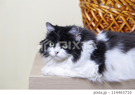 Beautiful Cat Persian breed on the background of the basket. Black and white color, green eyes. Metis. Close-up. Beautiful Cat Persian breed on the background of the basket. Black and white color, green eyes. Metis. Close-up. 114463710