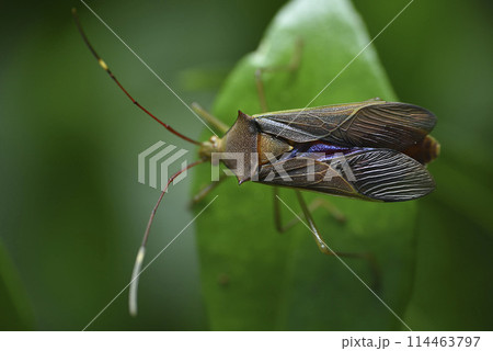 昆虫 虫 蟲 114463797