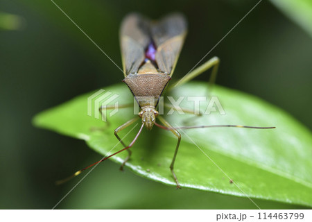 昆虫 虫 蟲 114463799