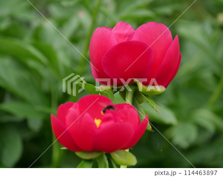 石楠花(しゃくなげ)シャクナゲ 石楠花(しゃくなげ)シャクナゲ 114463897
