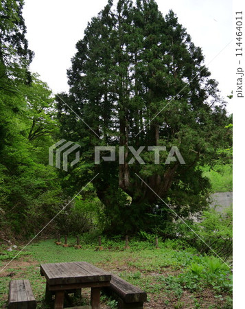 【富山】魚津市 細蔵山の大杉 洞杉群 【富山】魚津市 細蔵山の大杉 洞杉群 114464011