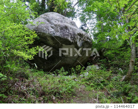 【富山】魚津市 細蔵山の大杉 洞杉群 【富山】魚津市 細蔵山の大杉 洞杉群 114464017