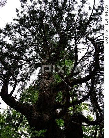 【富山】魚津市 細蔵山の大杉 洞杉群 【富山】魚津市 細蔵山の大杉 洞杉群 114464035
