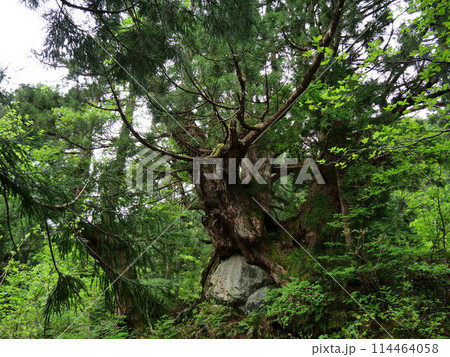 【富山】魚津市 細蔵山の大杉 洞杉群 【富山】魚津市 細蔵山の大杉 洞杉群 114464058