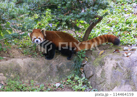 レッサーパンダ 多摩動物公園 レッサーパンダ 多摩動物公園 114464159