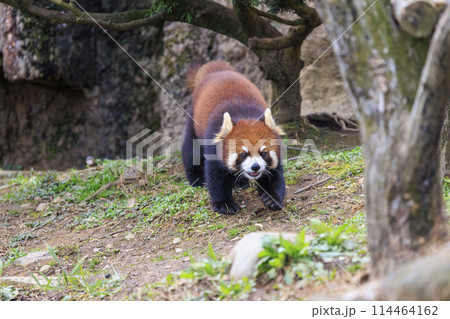 レッサーパンダ 多摩動物公園 114464162