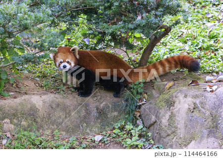 レッサーパンダ 多摩動物公園 114464166