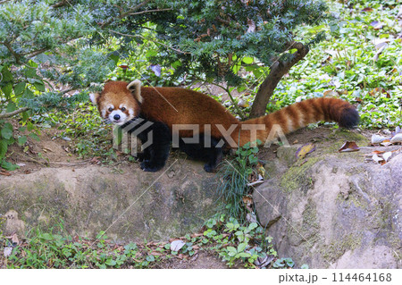 レッサーパンダ 多摩動物公園 レッサーパンダ 多摩動物公園 114464168