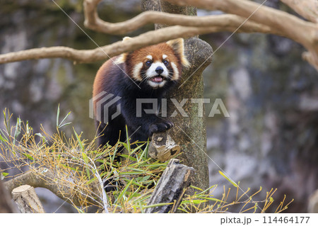 レッサーパンダ 多摩動物公園 レッサーパンダ 多摩動物公園 114464177