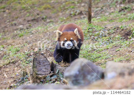 レッサーパンダ 多摩動物公園 114464182