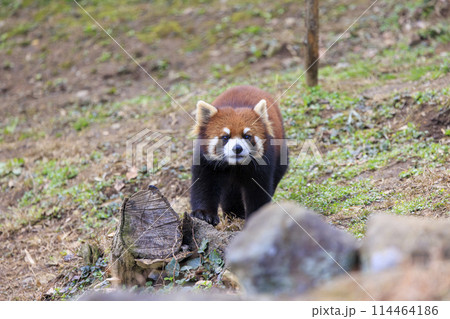 レッサーパンダ 多摩動物公園 レッサーパンダ 多摩動物公園 114464186