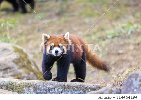 レッサーパンダ 多摩動物公園 114464194