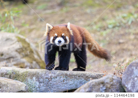 レッサーパンダ 多摩動物公園 114464198