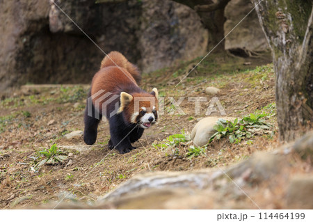レッサーパンダ 多摩動物公園 114464199