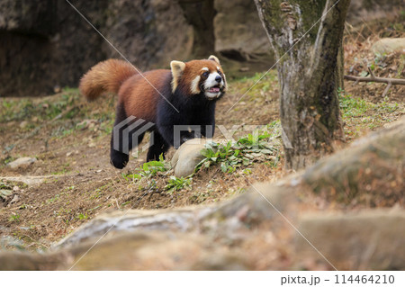 レッサーパンダ 多摩動物公園 114464210